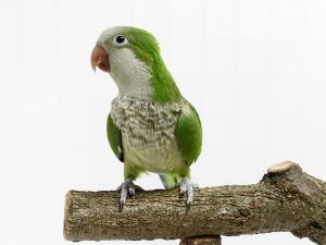 中型インコのオキナインコ