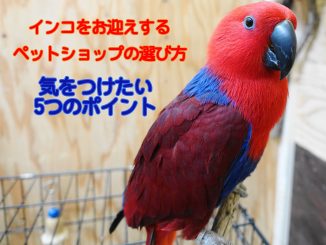 ペットショップを選ぶ時に気を付けたい5つのポイント