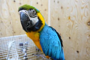 大型インコのルリコンゴウインコ