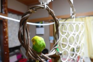 小型インコのセキセイインコ