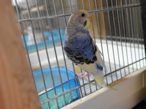 セキセイインコのカラーバリエーション