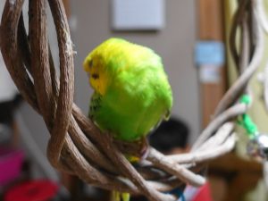 初めてのお迎えにおすすめのインコ
