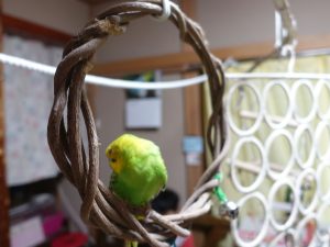 初心者にオススメのセキセイインコ