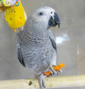 お喋り上手なヨウム