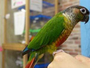 転がり技などのインコ芸が得意なウロコインコ