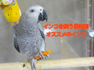 目的別オススメインコ