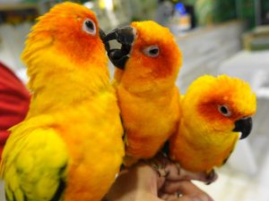 コガネメキシコインコ複数のjふれあい