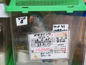 確認点のひとつ、性別と誕生日(オキナインコ)