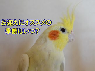 インコのお迎えにオススメの季節はいつ?