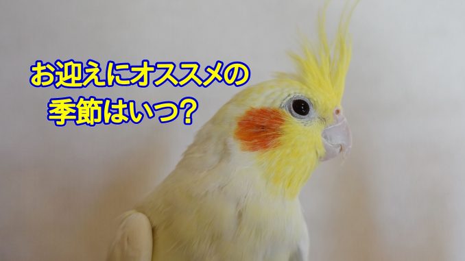 インコのお迎えにオススメの季節はいつ インコのお迎えにオススメの季節はいつ?