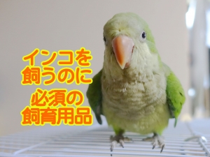 インコを飼うのに必須の飼育用品
