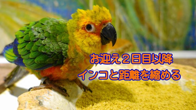 お迎え2日目以降にインコとの距離を縮める お迎え2日目以降にインコとの距離を縮める