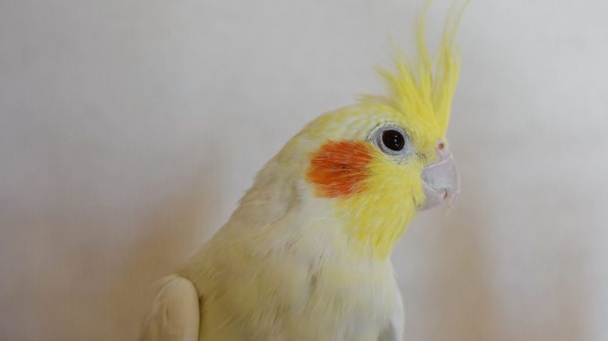 インコ生活の管理人プロフィール写真 インコ生活の管理人プロフィール写真