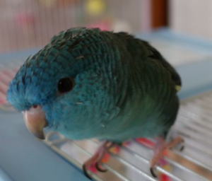 鳴き声が静かなサザナミインコ