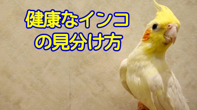 健康なインコの見分け方 健康なインコの見分ける方法