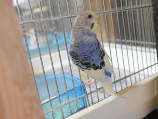 セキセイインコのオパーリン