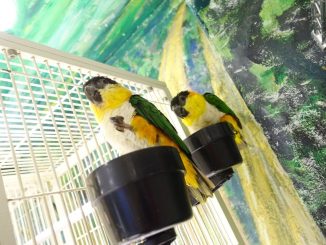 ズグロシロハラインコの画像