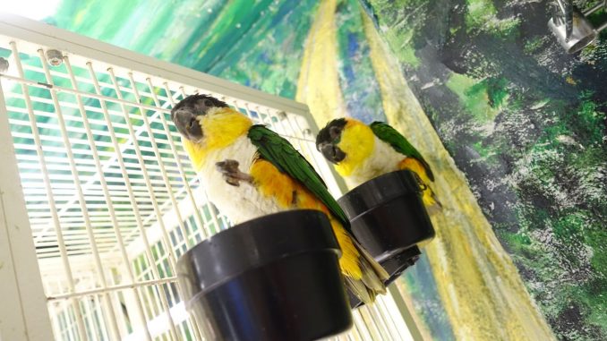 ズグロシロハラインコの画像 ズグロシロハラインコの画像