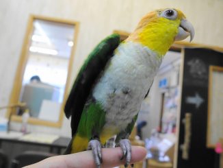 シロハラインコの画像_緑モモの色変わり