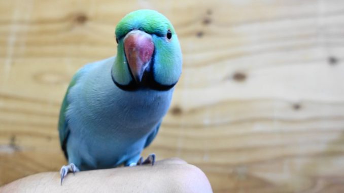 ワカケホンセイインコの画像 ワカケホンセイインコの画像