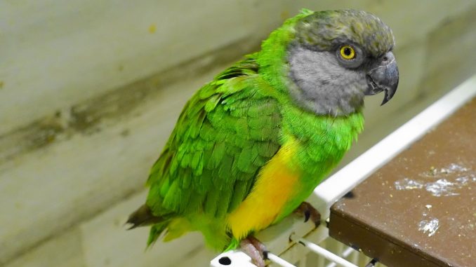 ネズミガシラハネナガインコ(セネガルパロット)の画像 ネズミガシラハネナガインコ(セネガルパロット)の画像