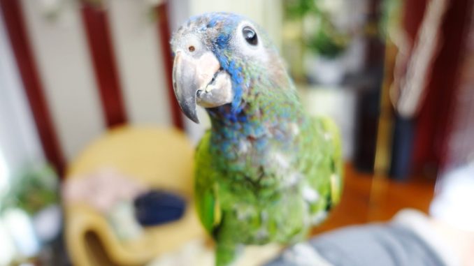 アケボノインコの画像ボカシ アケボノインコの画像ボカシ