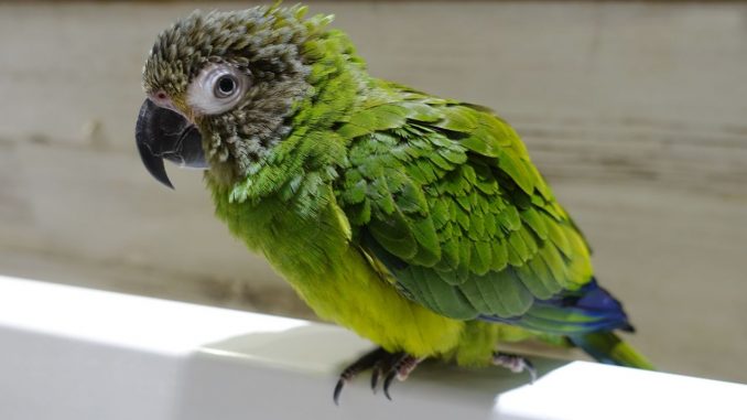 シモフリインコの画像 シモフリインコの画像