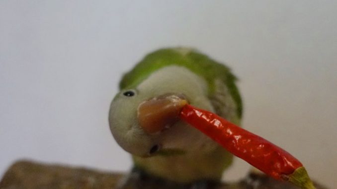 インコはトウガラシを食べる インコはトウガラシを食べる