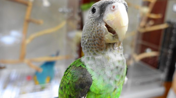 オオハネナガインコの可愛い画像 オオハネナガインコの可愛い画像