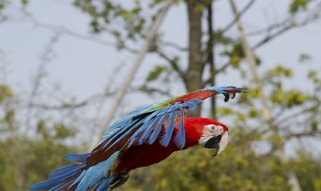 空飛ぶインコ 空飛ぶインコ