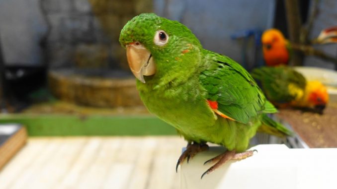 メジロメキシコインコの画像 メジロメキシコインコの画像