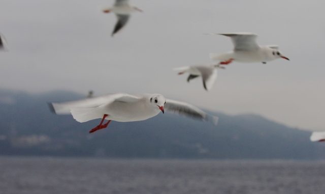 飛行中のカモメ 飛行中のカモメ