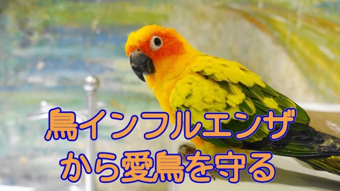 鳥インフルエンザから愛鳥を守る 鳥インフルエンザから愛鳥を守る