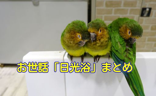 インコのお世話「日光浴」効果と方法まとめ インコのお世話「日光浴」効果と方法まとめ