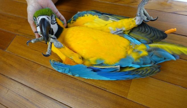 ルリコンゴウインコの意外な姿 ルリコンゴウインコの意外な姿