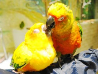鳥のいるカフェのコガネメキシコインコ