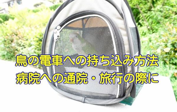 鳥の電車・鉄道への持ち込み方法 鳥の電車・鉄道への持ち込み方法