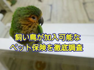 鳥が加入できるペット保険・動物保険の調査