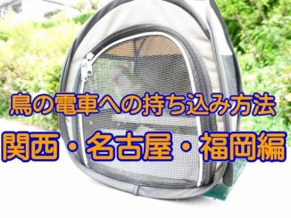 鳥の電車・鉄道への持ち込み方法(関西・名古屋・福岡編)