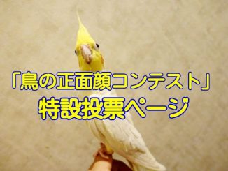 酉年☆愛鳥フォトコンテスト「#鳥の正面顔コンテスト」の特設投票ページ