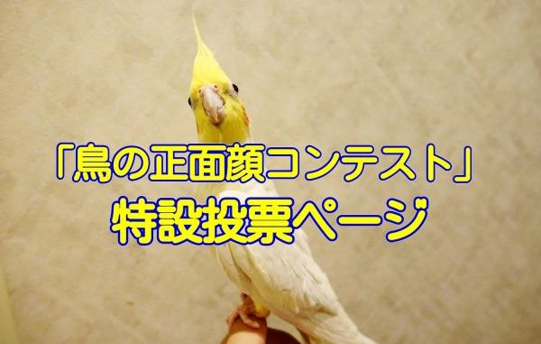 酉年☆愛鳥フォトコンテスト「#鳥の正面顔コンテスト」の特設投票ページ 酉年☆愛鳥フォトコンテスト「#鳥の正面顔コンテスト」の特設投票ページ
