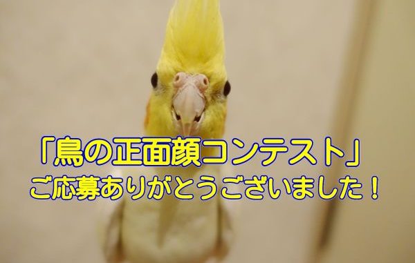 #鳥の正面顔コンテスト #鳥の正面顔コンテスト