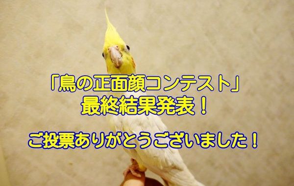 鳥の正面顔コンテストの結果発表