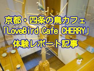 京都の鳥カフェLovebird Cafe CHERRYの体験レポート記事