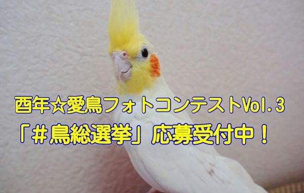 酉年☆愛鳥フォトコンテストVol3「鳥総選挙」 酉年☆愛鳥フォトコンテストVol3「鳥総選挙」