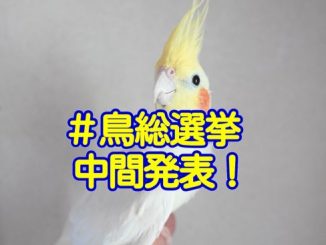 「鳥総選挙」愛鳥フォトコンテストの中間発表