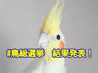 鳥総選挙の結果発表