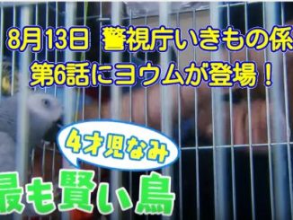 警視庁いきもの係第6話に大型インコが登場