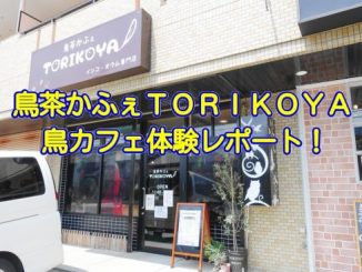 鳥茶かふぇTORIKOYAの体験レポート記事のアイキャッチ3