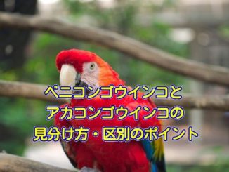 20170913_inko_eye